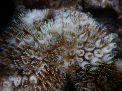 Galaxea fascicularis