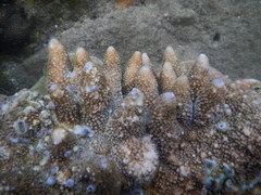 Acropora