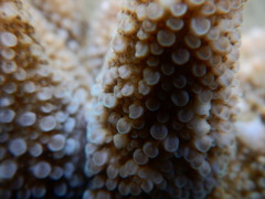 Acropora