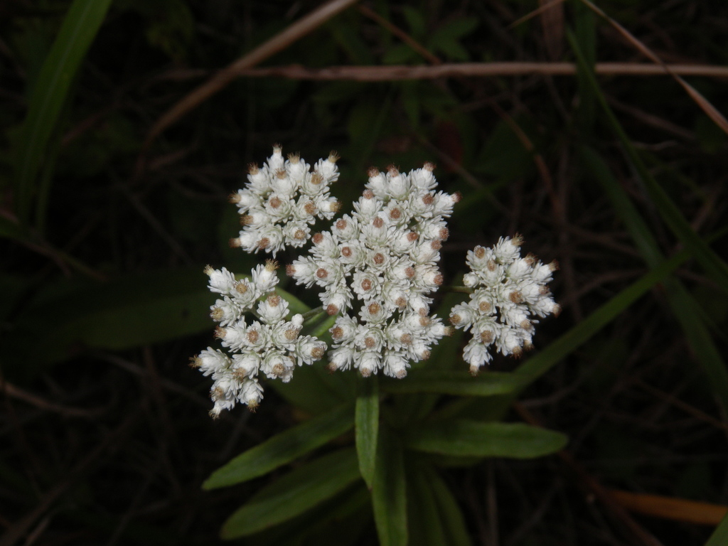 Alpine pearly everlasting
