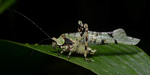 Dysonia holgeri cusco