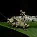 Dysonia holgeri - Photo (c) Geoff Gallice, algunos derechos reservados (CC BY)