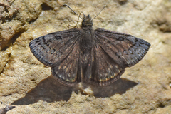 Erynnis brizo