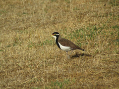 Vanellus tricolor