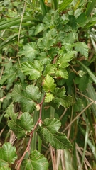Rubus taitoensis