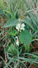 Lamium album