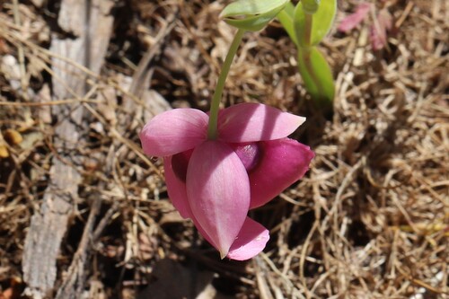 Calochortus amoenus