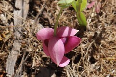 Calochortus amoenus