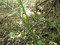 Carex coriacea