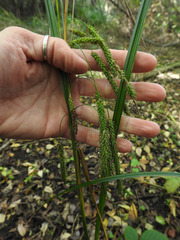 Carex coriacea