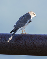 Accipiter brevipes