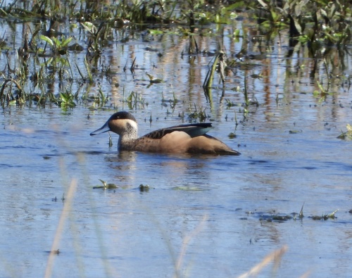 iNaturalist image
