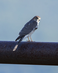 Accipiter brevipes