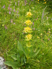 Gentiana lutea lutea