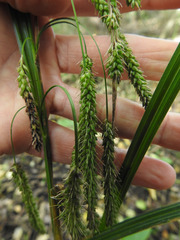 Carex coriacea