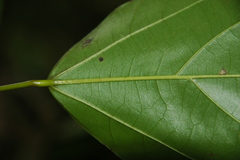 Daphnopsis megacarpa