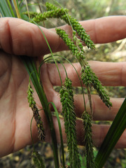 Carex coriacea