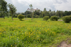 Scorzoneroides autumnalis