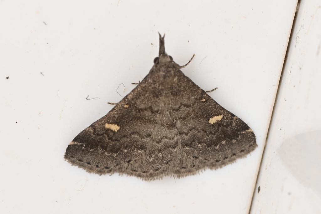 Naarda maculifera