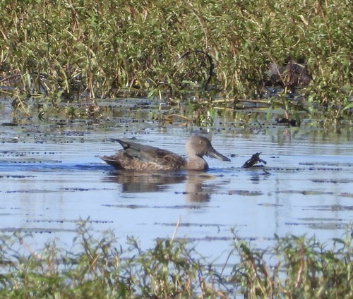 iNaturalist: (c) rastor, some rights reserved (CC BY-NC) iNaturalist image