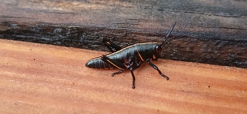 Eastern Lubber Grasshopper