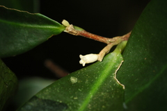 Daphnopsis megacarpa