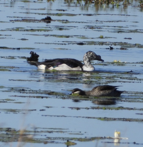 iNaturalist image