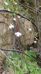 Holothrix parviflora