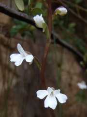 Holothrix parviflora