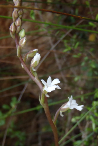Image of Holothrix parviflora by (c) Nicola van Berkel, some rights reserved (CC BY-SA)