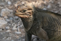 Cyclura cornuta