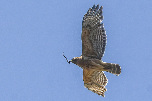 Red-shouldered Hawk photographed in Oklahoma