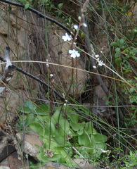 Holothrix parviflora