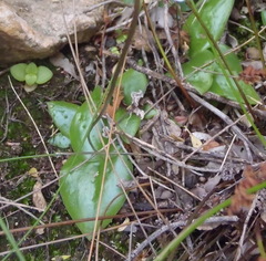 Holothrix parviflora