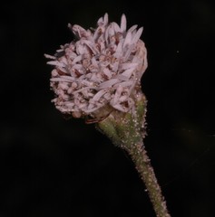 Palafoxia lindenii