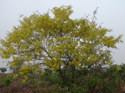 Cassia sieberiana image