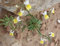 Nemesia ligulata