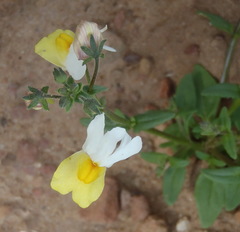 Nemesia ligulata