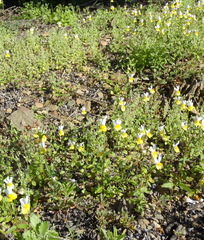 Nemesia ligulata