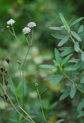 Palafoxia lindenii