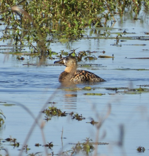 iNaturalist: (c) rastor, some rights reserved (CC BY-NC) iNaturalist image
