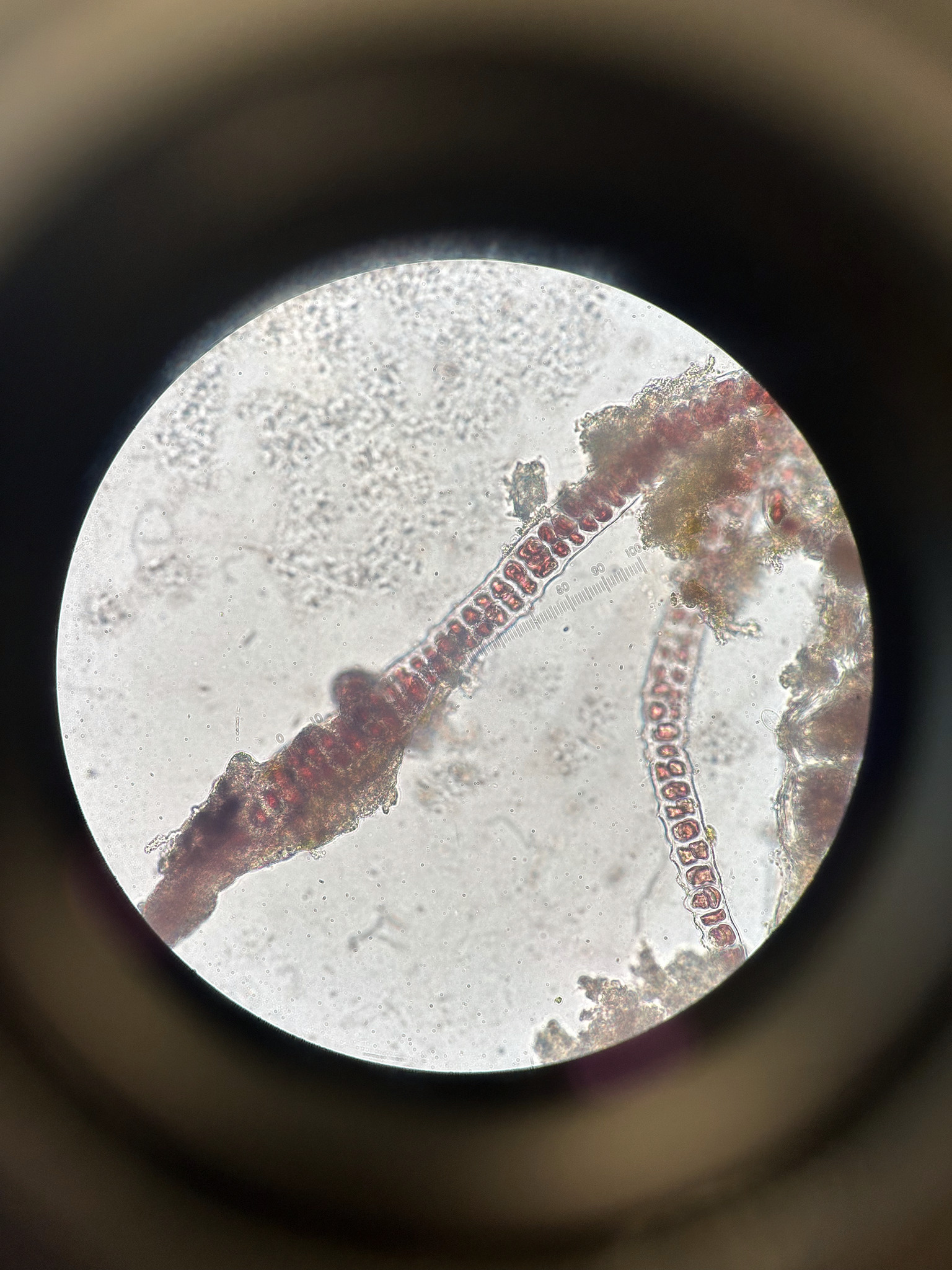 Erythrotrichia carnea