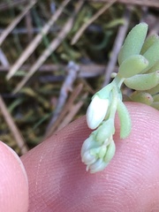 Sedum pusillum