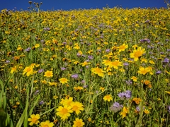 Monolopia lanceolata