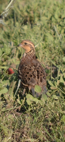 Northern Bobwhite observed by franz_herpman