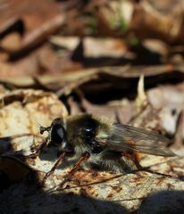 Criorhina verbosa