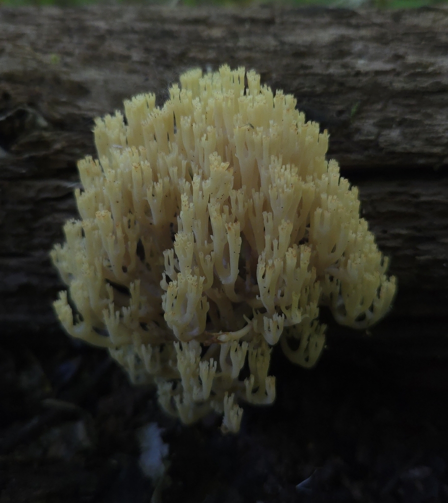 crown-tipped coral fungus · May 2026 · photo: Photo: (c) Ben Gruhot, some rights reserved (CC BY) · iNaturalist