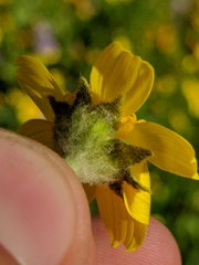 Monolopia lanceolata