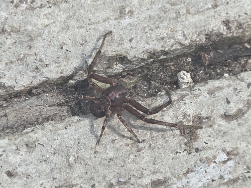 Featured image for “Ground Crab Spiders”