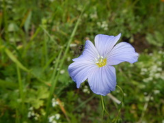 Linum alpinum